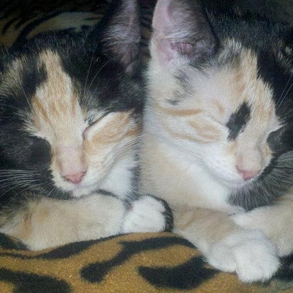 Meet your Posher, Michelle - Picture 1 of 1